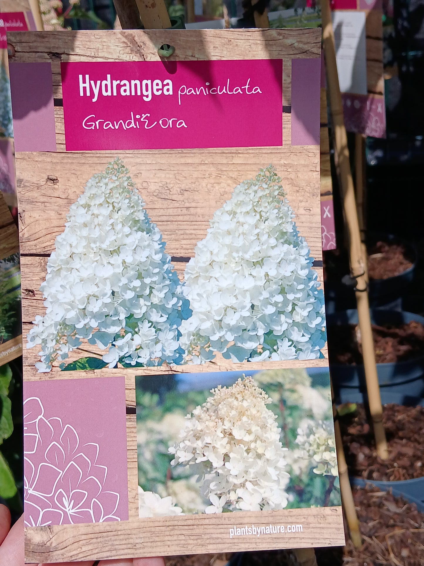 Hydrangea pan. mix / 60 CM STEM 5L
