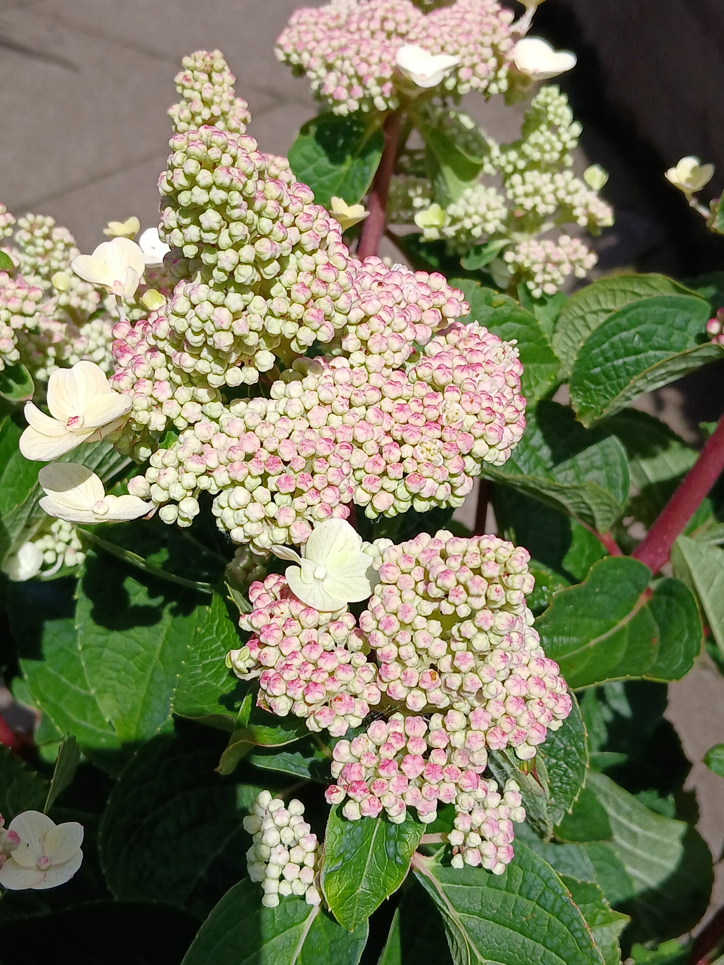Hydrangea Living Infinity P23