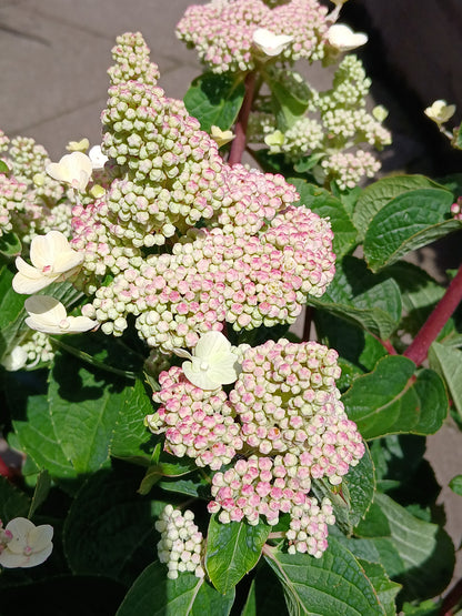 Hydrangea Living Infinity P23