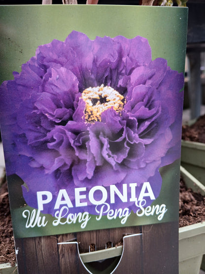 Paeonia suf. Chinese / P23(5Ltr)TERRA