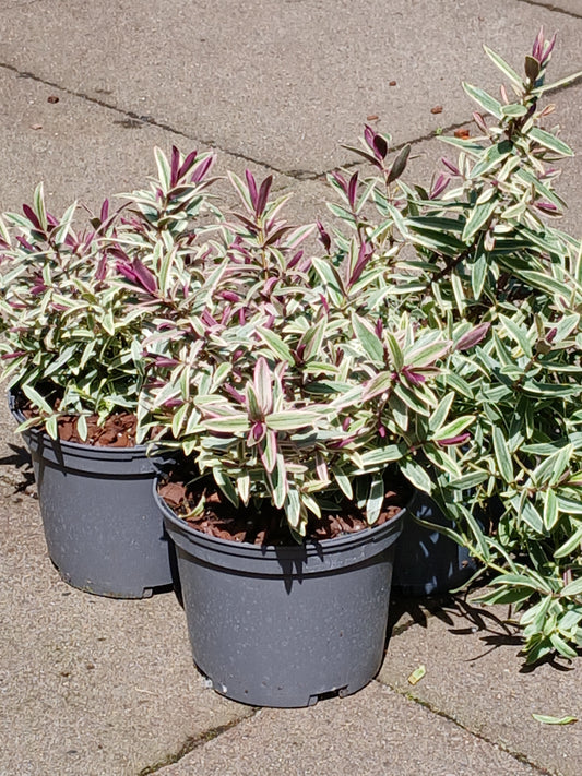 HEBE Lady Ann / 2 Litre