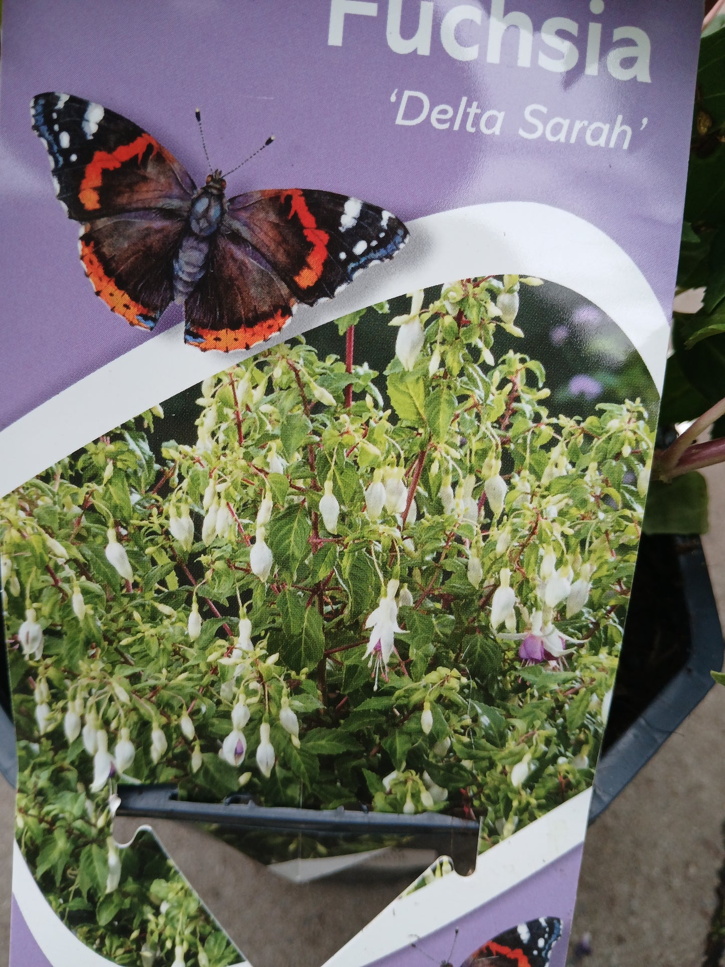 Fuchsia Hardy in varieties / P17 (2 Ltr) Square