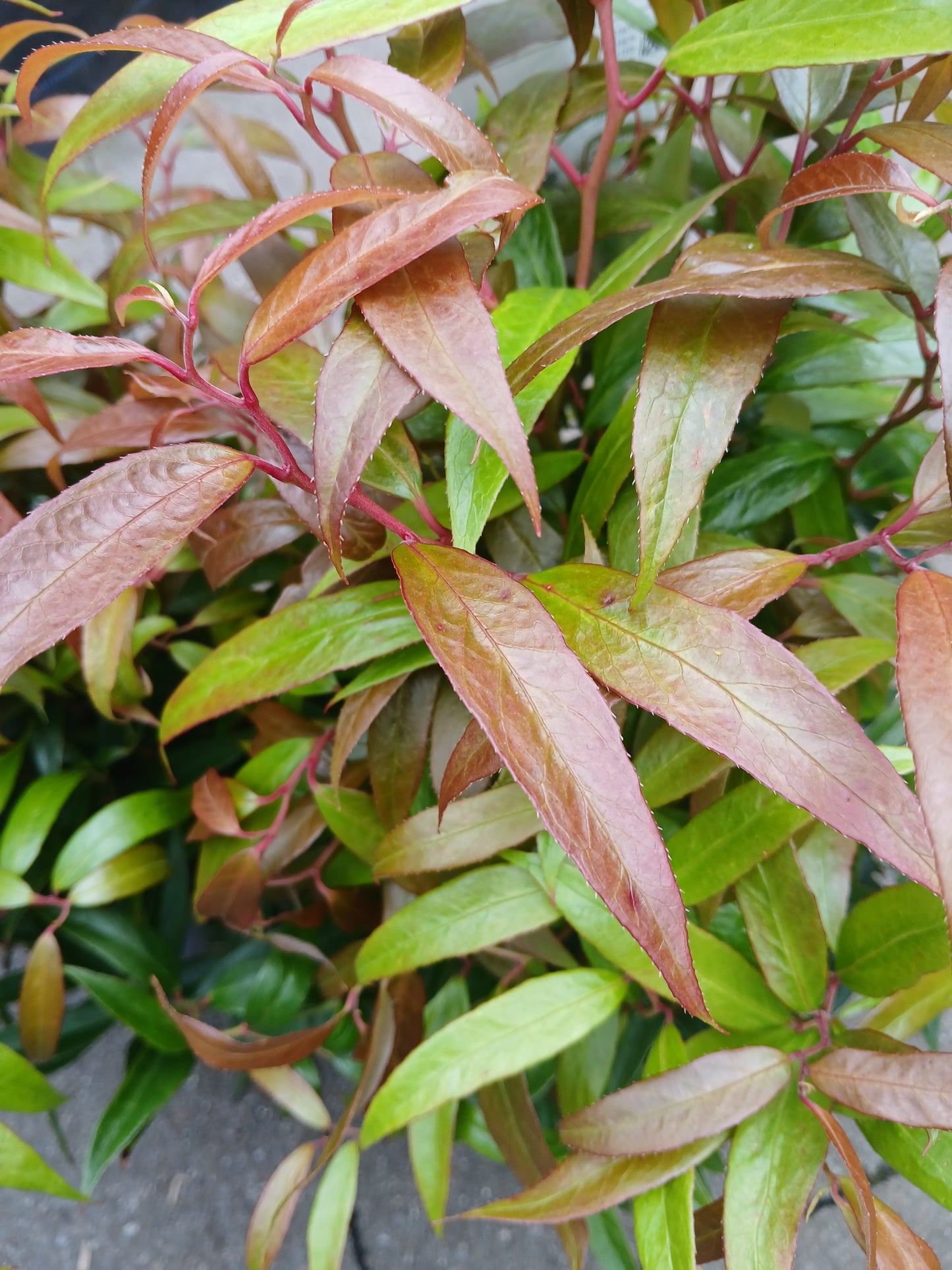 Leucothoe Burning Love / 2ltr