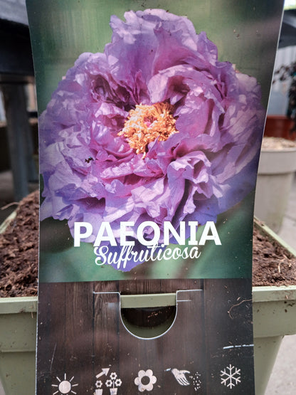 Paeonia suf. Chinese / P23(5Ltr)TERRA