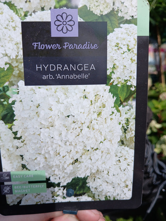 Hydrangea arborescens Annabelle / 5L / 50Cm