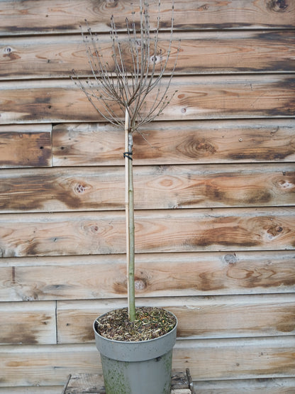 Syringa Meyeri Palabin Stem / C6 - 120cm