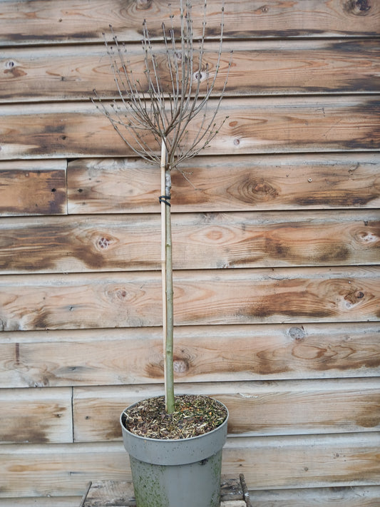 Syringa Meyeri Palabin Stem / C6 - 120cm
