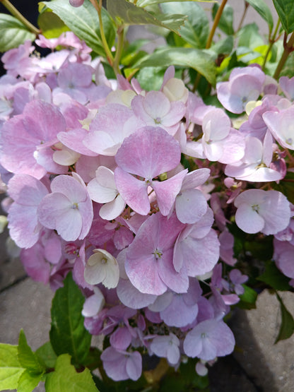 Hydrangea hybr. Runaway Bride® / P20 (3,5 Ltr)