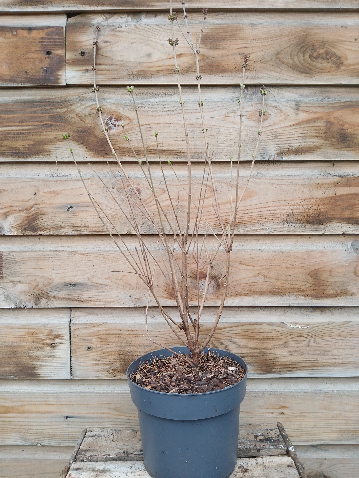 Syringa in varieties / P19 (3 Ltr)