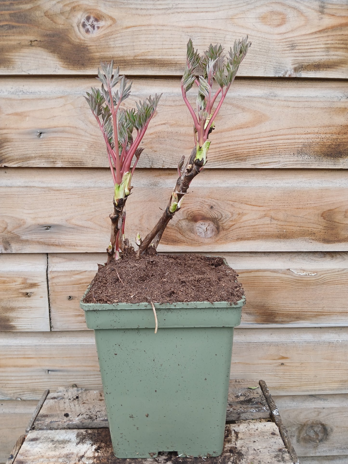 Paeonia suf. Chinese / P23(5Ltr)TERRA