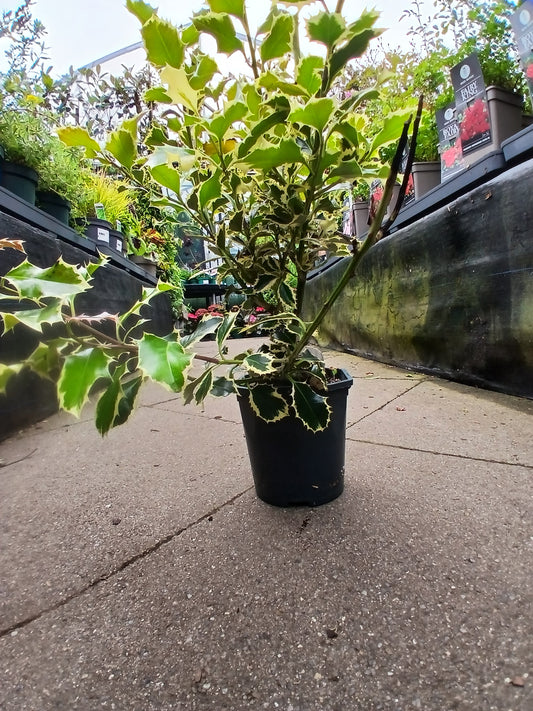 Ilex aquif. Argentea Marginata / 2L