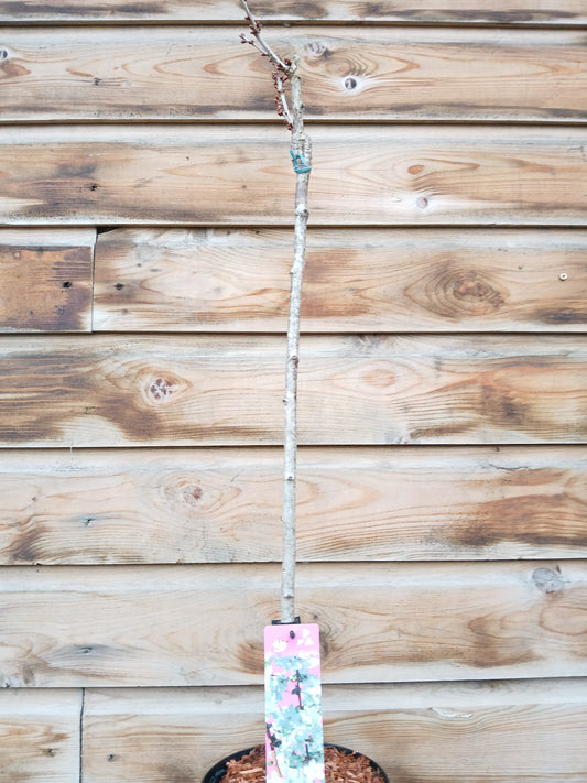 Prunus in 6 varieties / P19 (3 Ltr)