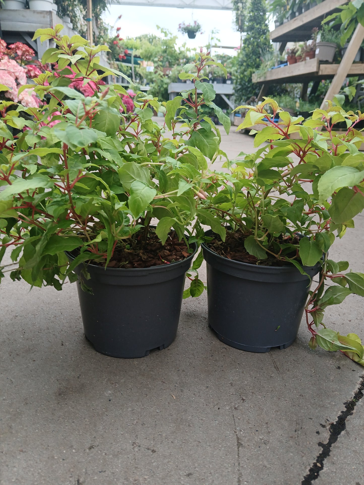 FUCHSIA Genii / 2 Litre