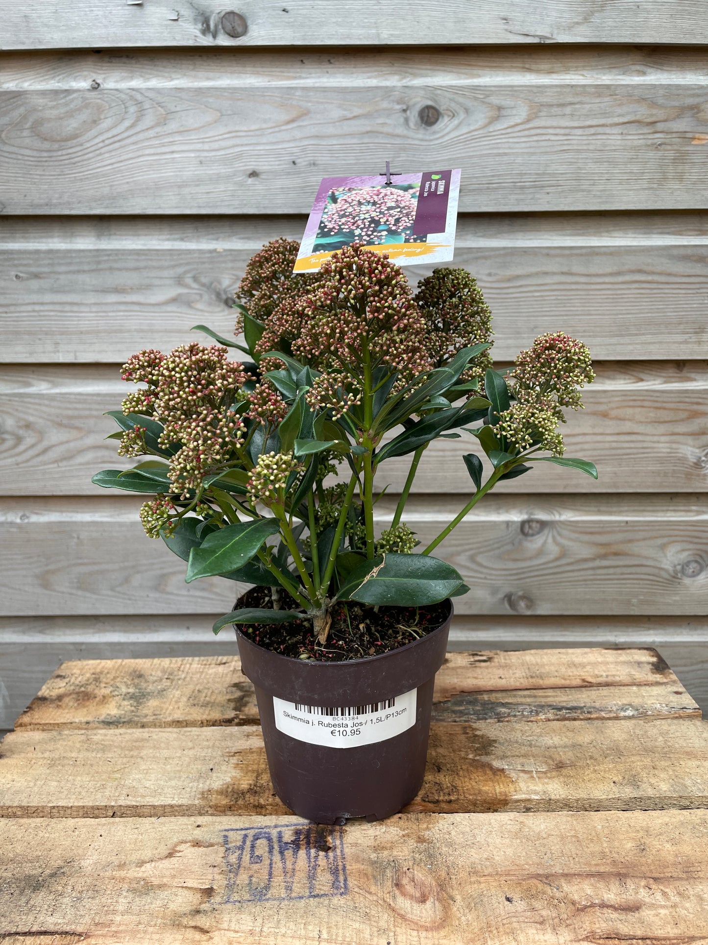 skimmia
