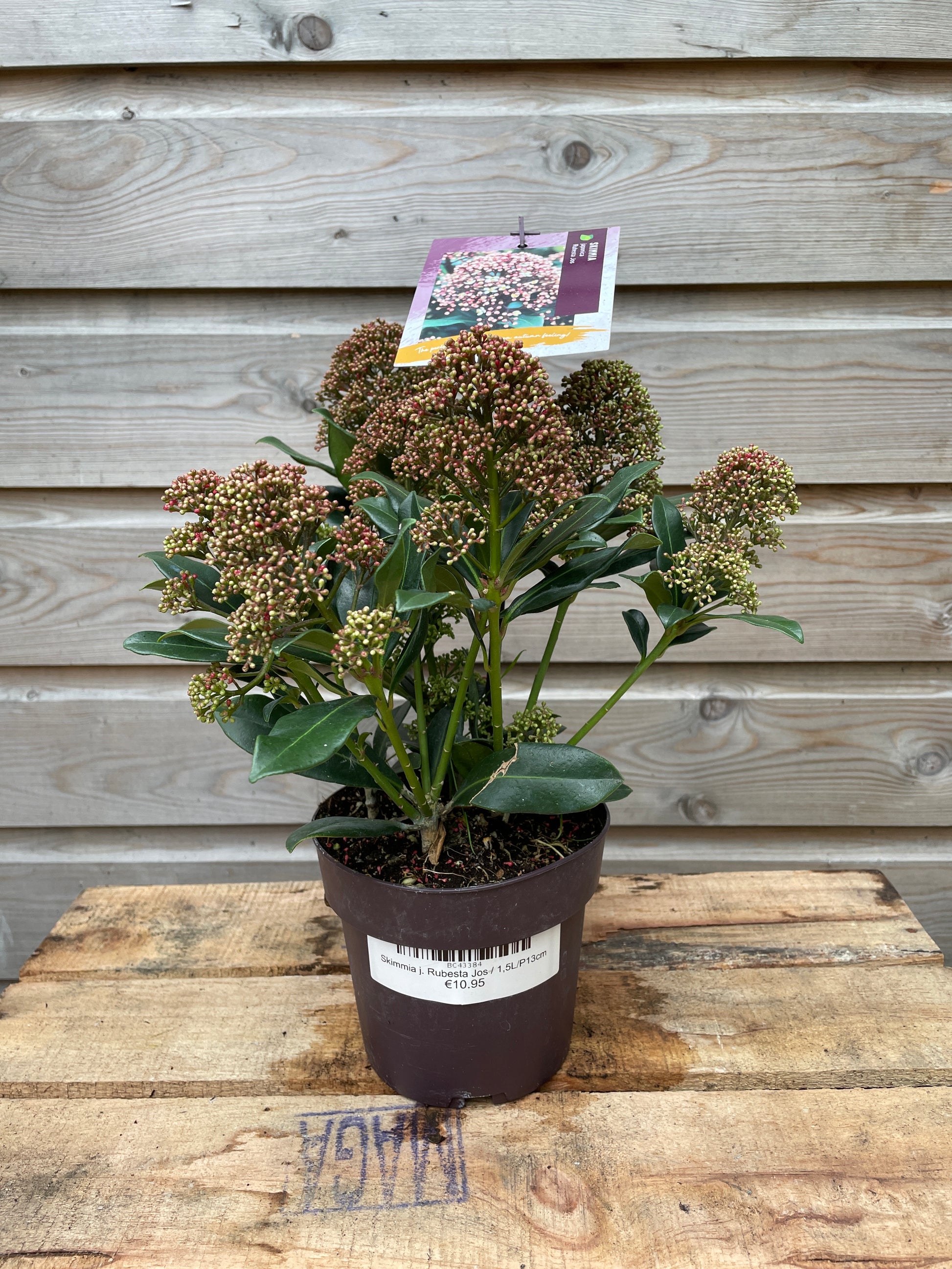 skimmia