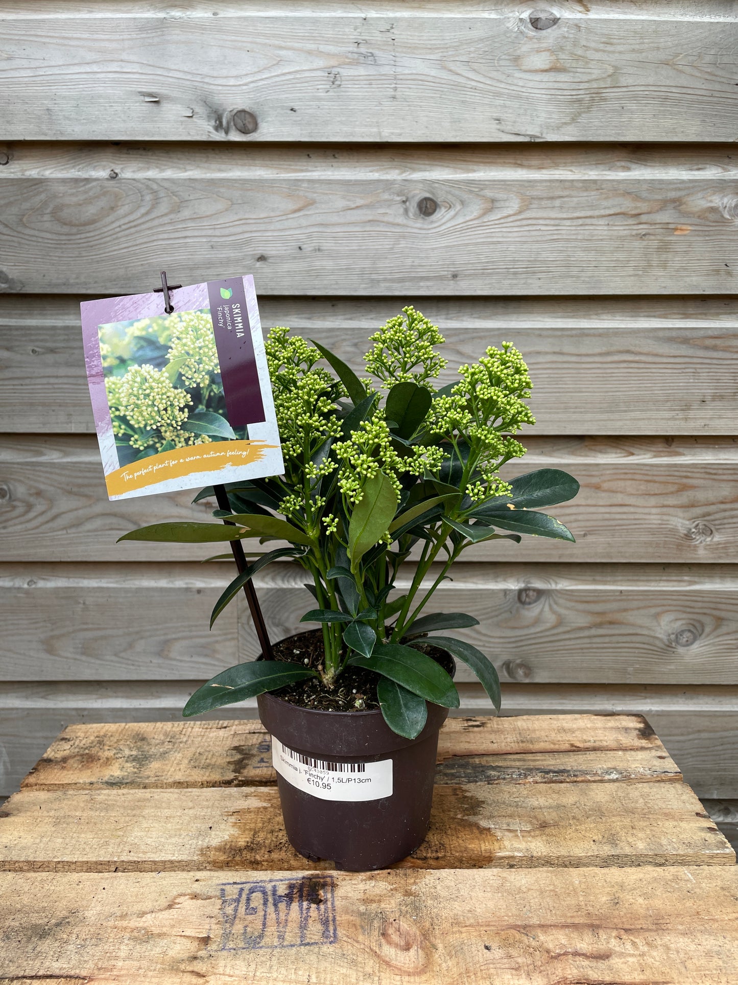 skimmia 1