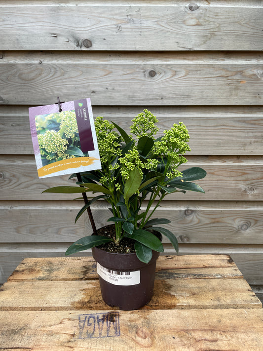 skimmia 1