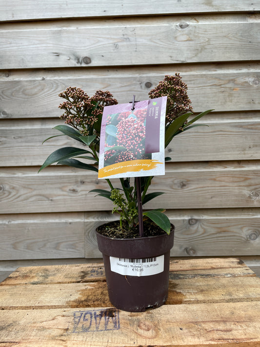skimmia 2