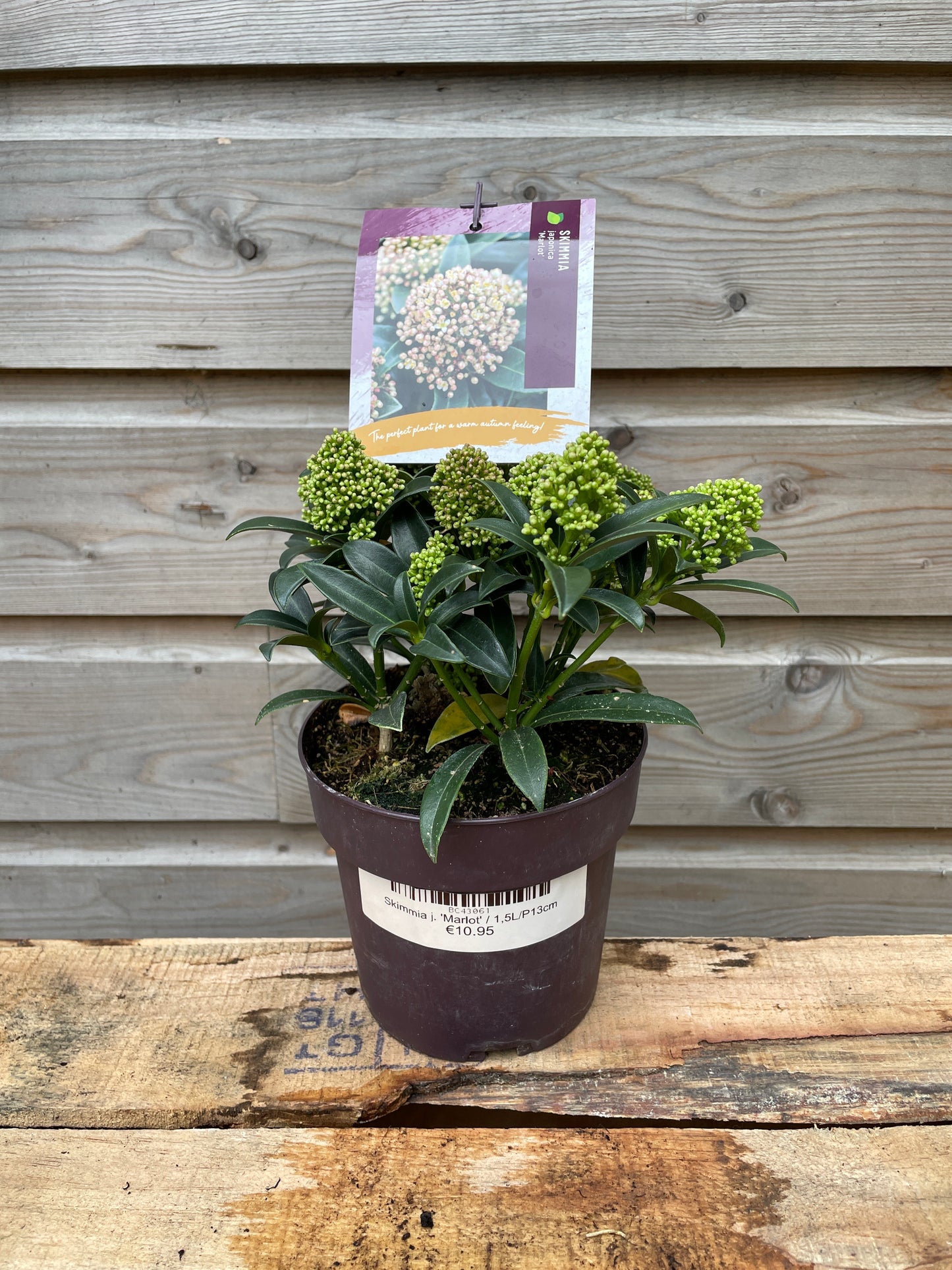 skimmia 3
