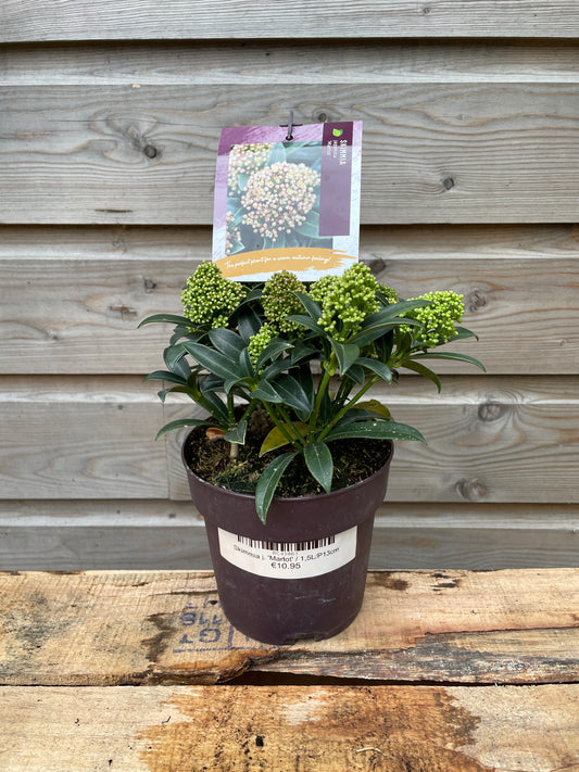 skimmia 3