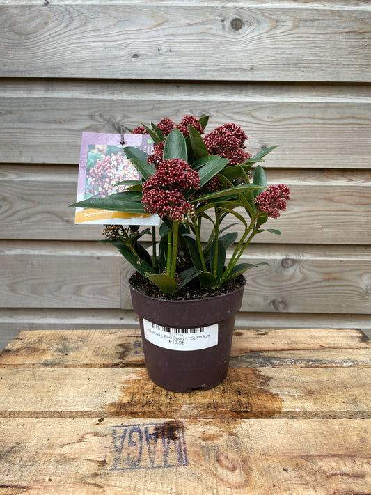 skimmia