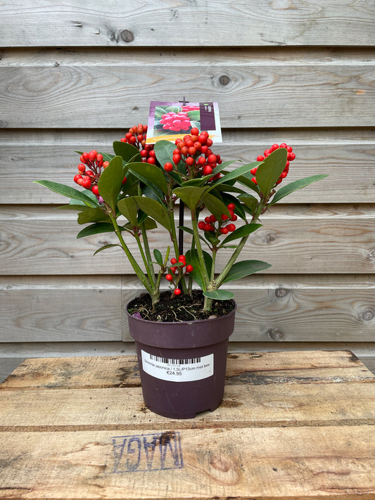 Skimmia