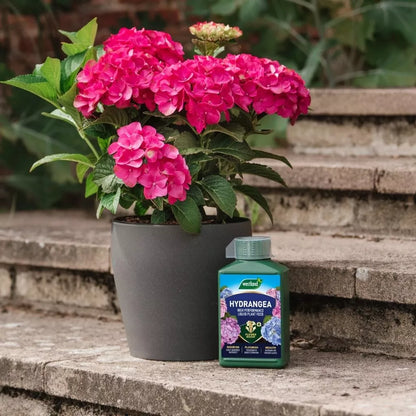 Westland Hydrangea Specialist Liquid Feed 1L