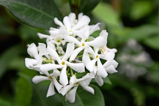 Trachelospermum jasminoides / 3 L - single cane