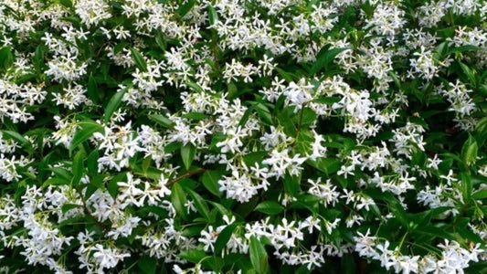 Trachelospermum jasminoides 5 l 214-Easy Garden Centre