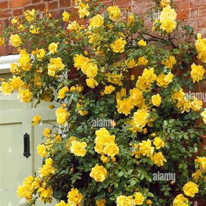 Rosa Climbing Golden Showers / 4.5 Ltr