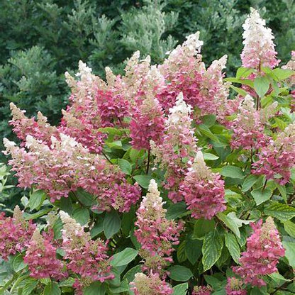 Hydrangea pan. 'Pinky Winky' ® / 50cm 7.5Ltr