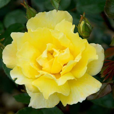 Rosa Climbing Golden Showers / 4.5 Ltr