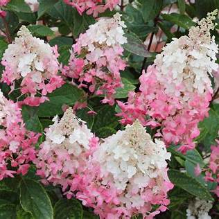 Hydrangea pan. 'Pinky Winky' ® / 50cm 7.5Ltr