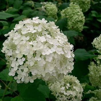 Hydrangea a.  Annabelle  3ltr