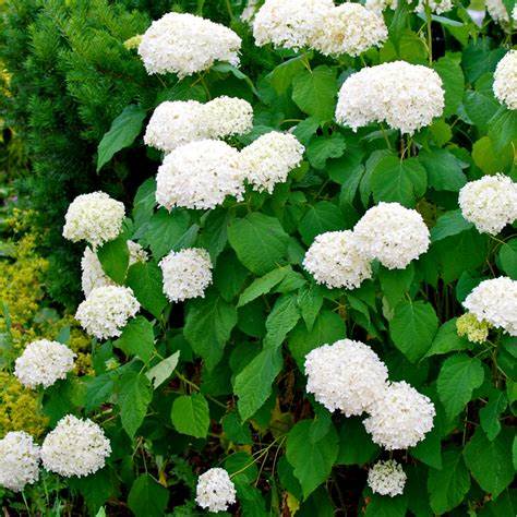 Hydrangea a.  Annabelle  3ltr