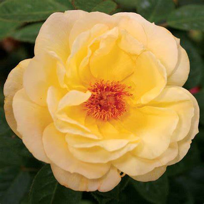 Rosa Arthur Bell / 4.5 Ltr / Floribunda