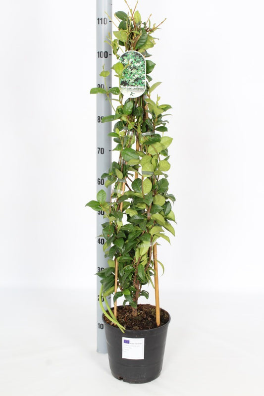 Trachelospermum Jasminoides (Jasmine) / P23 (5 Ltr) / 150/175CM