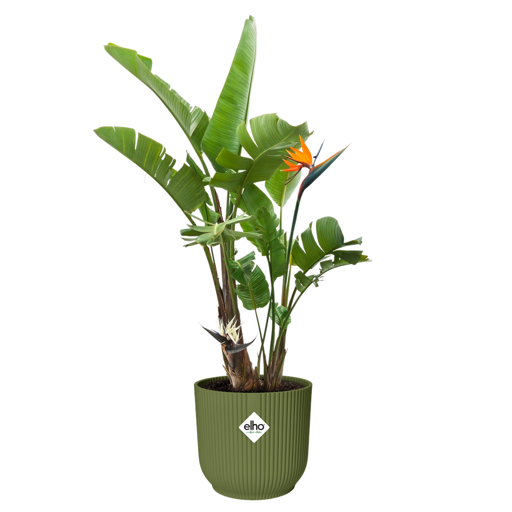 Vibes Fold Round 35cm - Fern Green - 100% Recycled-Easy Garden Centre