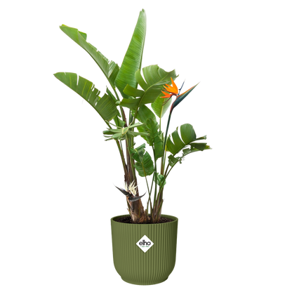 Vibes Fold Round 35cm - Fern Green - 100% Recycled-Easy Garden Centre