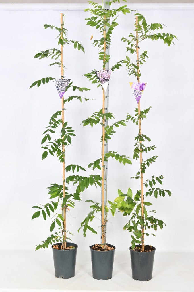 Wisteria in 10 varieties / P26-(7.5-LTR)-SQUARE-Easy Garden Centre