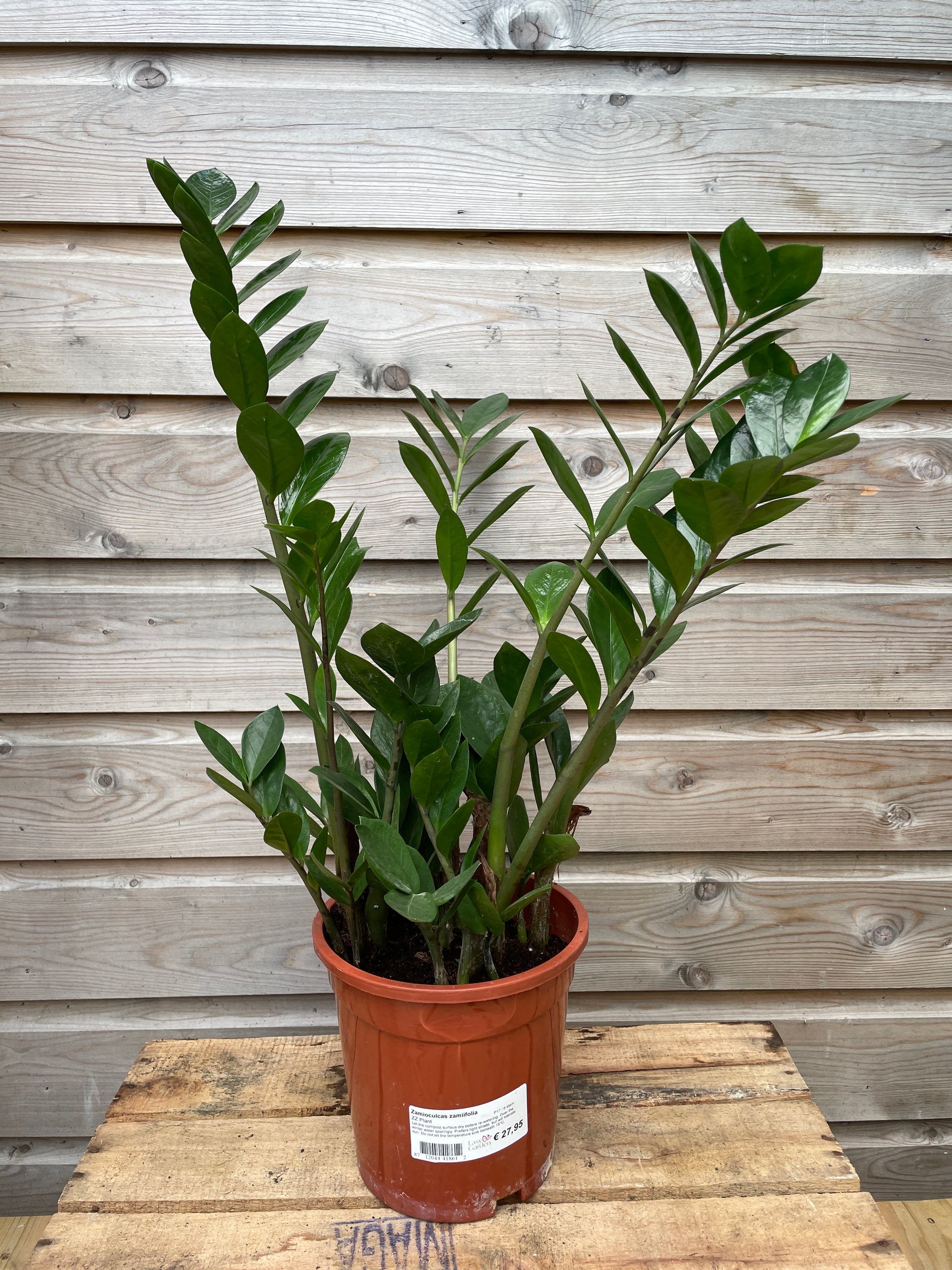 zz plant 