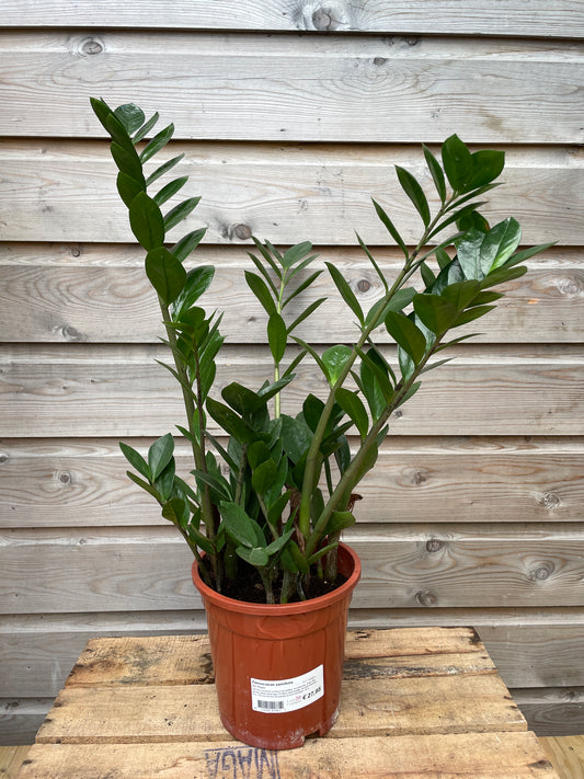 zz plant 